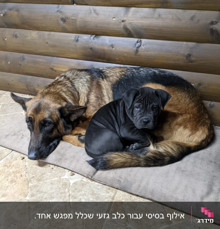 שני כלבים שוכבים על מזרן על רצפה